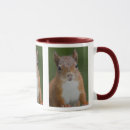Buscar squirrel tazas Roedor