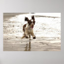 Buscar canina posters Playa