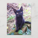 Buscar gatitos negros postales Gatito negro