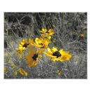 Buscar susans posters Amarillo