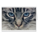 Buscar mirada fija postales Gato