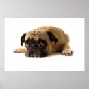 Buscar ojos animales posters Cachorro