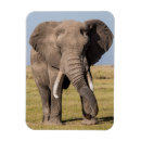 Buscar maasai mara imanes Superstock