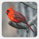 Buscar cardinales pegatinas Hermoso