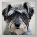 Buscar razas posters Caninos