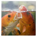 Buscar carpe azulejos Horizontal