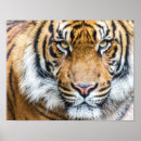 Buscar cara tigre posters Jungla