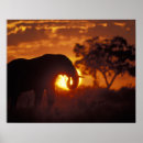 Buscar elefante gráfico posters Safari