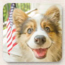 Buscar pet cristaleria bar Corgi