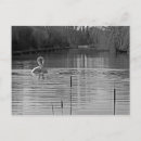 Buscar cisnes mudos postales Aves acuáticas