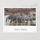 Buscar etosha postales Cebra