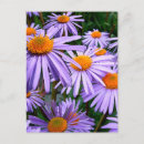 Buscar aster postales Margarita