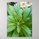 Buscar mariquita posters Insecto
