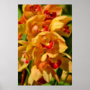 Buscar orquídea del cattleya posters Tropical