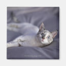 Buscar gato azul imanes Animal