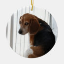 Buscar remolacha adornos Perro
