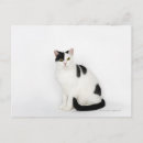 Buscar gatos negros postales Naturaleza