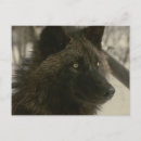 Buscar lobo negro postales Lobos