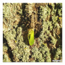 Buscar entomología posters Bugs