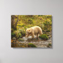 Buscar osos lienzos Vida silvestre