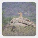 Buscar kenya pegatinas Animales salvajes