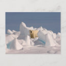 Buscar áspero postales Alaska
