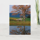 Buscar warmbloods Lago