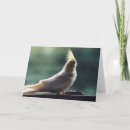 Buscar cockatiel tarjetas Saludo