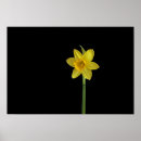 Buscar solo amarillo posters General y unisex