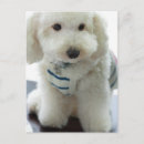 Buscar miniatura collares Caniche