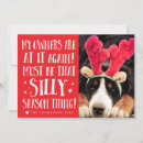 Buscar gata tarjetas Perro