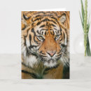 Buscar gatos grandes tarjetas Tigre