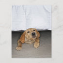 Buscar laboratorio amarillo postales Animal