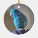 Buscar parakeet Parrot