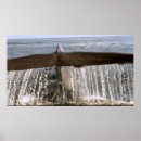 Buscar ballena posters Pacífico