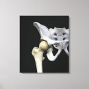 Buscar anatomía lienzos Visión frontal