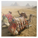 Buscar camello azulejos Pirámide