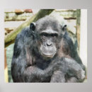 Buscar chimpancés posters Animales salvajes