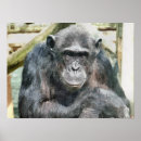 Buscar chimpancés posters Animales salvajes