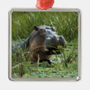 Buscar hipopótamo adornos Animal