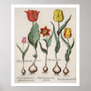 Buscar rubens posters 17