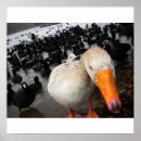 Buscar coto posters Pájaros