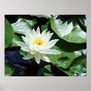 Buscar lirio blanco posters Estanque
