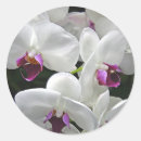 Buscar orquídea blanca pegatinas Tropical