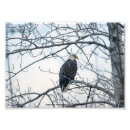 Buscar pájaros en invierno posters Vida silvestre