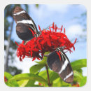 Buscar mariposas rojas pegatinas Colorido