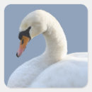 Buscar cisne mudo pegatinas Cignus olor