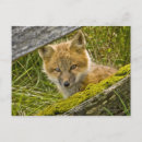 Buscar zorro joven postales Naturaleza