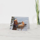 Buscar pato de mandarín tarjetas Aves acuáticas