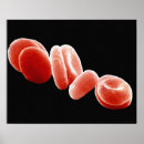 Buscar sistema circulatorio posters Biología